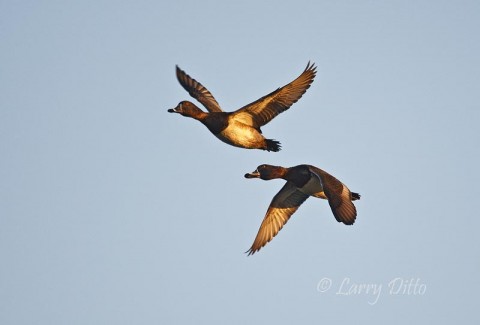 Ring-necked Ducks_Larry Ditto_70K6066 Ring-necked Ducks looking for deep water on the Legal Eagle Ranch, Eagle Pass, Texas.