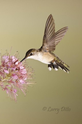 Hummingbird feeding on Rocky Mountain Bee Plant