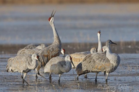 Sandhill Cranes_Larry Ditto_70K1571 The sandhill cranes are calling you to watch them perform at Bosque del Apache National Wildlife Refuge, New Mexico.