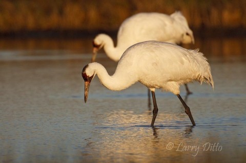 Whooping Crane_Larry Ditto_70K8913 Pair of adult whooping cranes feeding in a salt marsh as the sun rises on the Gulf Intracoastal Waterway, Texas.