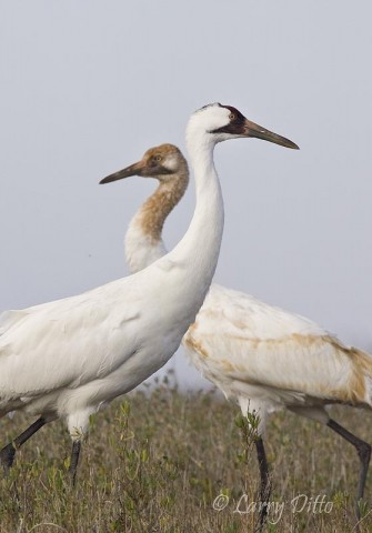 Whooping Cranes_Larry Ditto_X0Z1882 Adult and young whooping cranes keep a close eye on passing boats as they feed in the marshes of Aransas National Wildlife Refuge, Texas.