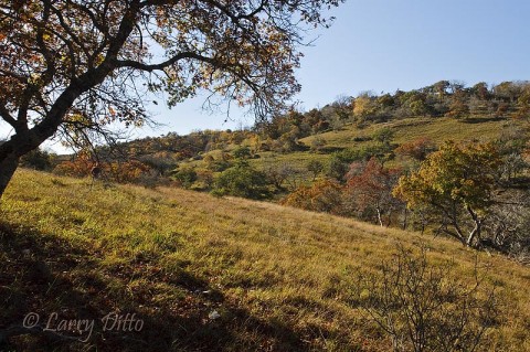 Texas hill country covered in golden grass and spotted with red and yellow oaks in autumn.