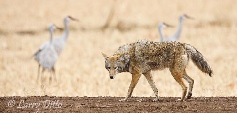 This coyote has learned to use touring vehicles as a diversion when he is stalking birds.  As the birds pause to watch the tourists, the coyote races in from the other side.  I've seen him do it twice and heard of another occasion.  Once, he got a mallard.  As you can see from his expression, he missed his bird on this day.