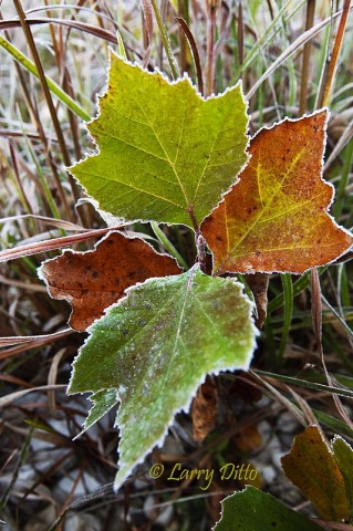 Frost on Sycamore Leaves