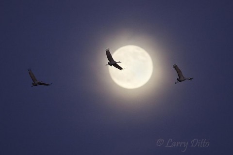 We were looking to the west for birds silhouetted against the orange sky as they landed.  Luckily, I remembered to look back to the east as this group came in across the full moon.
