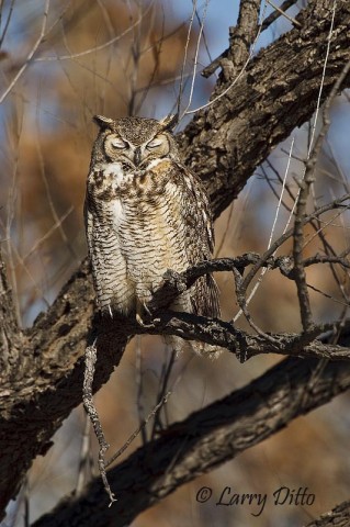 On a cold morning, even the owls are looking for a warm spot to nap.  Luckily, this great horned owl selected his sunny limb along the east side of the auto tour loop.  Even with two dozen photographers banging away, this guy was undisturbed. 