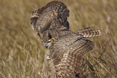 Captive Great Horned Owl with jesses covered by wings.