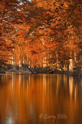 Bald Cypress along the Guadalupe River is bright red at sunset in mid-November.