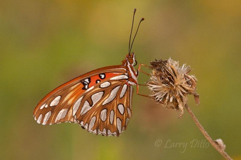 Gulf Fritillary resting on dried flowers.