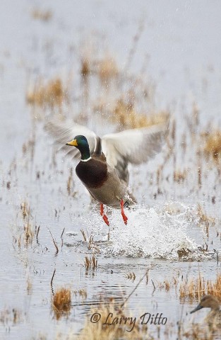 The trick to getting shots of flushing ducks is to watch their body language.  This mallard let me know he was about to fly by bobbing his several times.