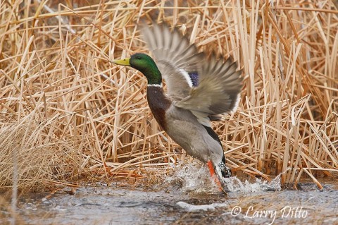 This male mallard was a head bobber, too.  
