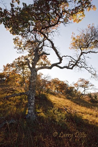 Afternoon light streaming through a yellow leafed Spanish Oak.