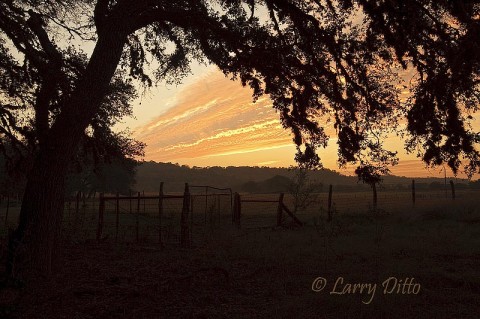 Orange clouds framed with the limbs of a moss-covered live oak at sunset.