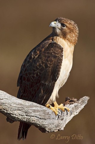 A captive red-tailed hawk with jesses removed in Photoshop.