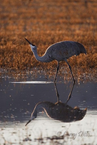 When the roost ponds calm calm, some nice reflection shots were possible as birds drank, preened and interacted before settling in for the night.