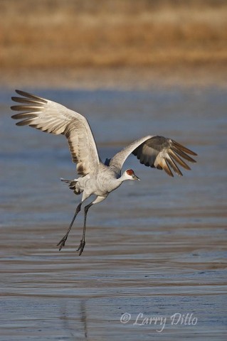 At Bosque del Apache, photographers can line up next to the roost ponds.  Often, birds fly right at the camera on take off.