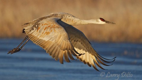 I like the look of curled primary feathers on the wings of this sandhill crane as it flew by me on takeoff.