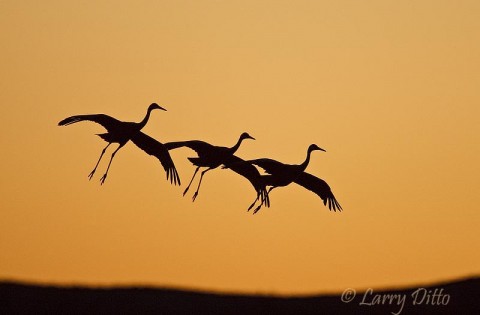Photographs of sandhill cranes landing in formation are difficult to get, but it's really cool when they drift in with landing gears down.