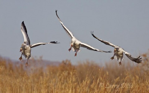 An adult and two young snow geese landing into a stiff south wind.  This put them landing right at my camera as I faced north along the south end of the refuge tour loop.