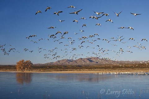 Most of the photographers working this stretch of roost pond were shooting with telephoto lenses.  I chose a wide angle to include the mountain background and birds sweeping over me as they left the pond to feed.