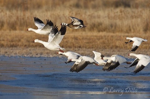 I switched from the wide angle lens to a large telephoto for a shot of this vocal group of snow geese leaving an ice-covered pond.