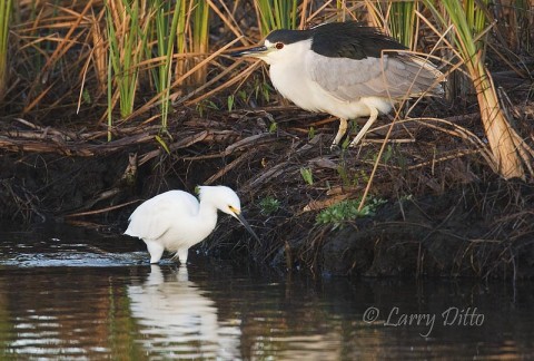 My first shot of the morning at South Padre Island was of this Black-crowned Night-Heron waiting for a Snowy Egret to pass.