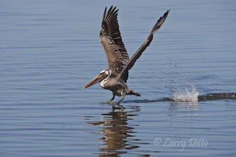 Lucky for me, it take a Brown Pelican a while to get airborne.  This guy made several surface splashes before breaking free of the water.