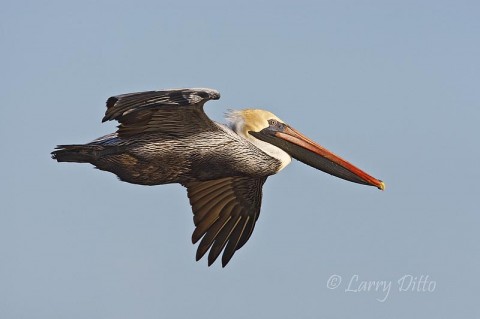 Brown Pelican_Larry Ditto_70K2992 This trip always offers many opportunities to work on flight photographs. Brown pelicans are always of the move.