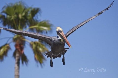 At mid-day, I stopped at a fishing pier to look for fish eating birds that might arrive to eat the remains of fish tossed away by fishermen and they cleaned the morning's catch.  The palm trees gave several pelican shots a nice "sense of place".