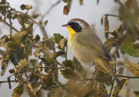 This male Common Yellowthroat happened to be feeding in shrubry near our blind on morning during the South Texas Ranch Photo Tour. One of the other photographers got a nice photo as he came to drink.