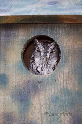 Dr. Beto Gutierrez, owner of Santa Clara Ranch, has been placing owl boxes throughout the ranch and the owls are finding them.