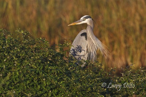 This Great Blue Heron was sunning on a low levee just a few feet from the night-heron.