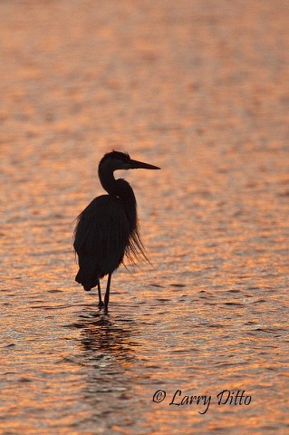 Great Blue Heron_Larry Ditto_70K3582 I got this great blue heron wading in orange water just before we launched for our second morning of whooping crane photography.