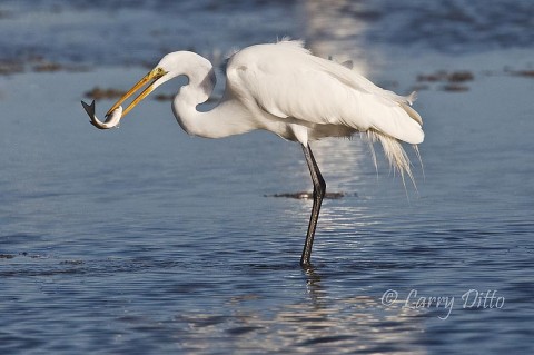 Great Egret_Larry Ditto_70K2968 At low tide, the egrets find plenty of fish in the of the Connie Hagar Bird Sanctuary in Rockport.