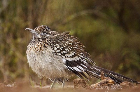 This Greater Roadrunner came to ranch "morning" blind to do his sunning, such as it was.  