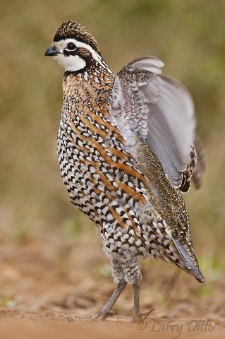 One of my favorite shots during the ranch photo tour came when a covey of northern bobwhite quail showed up to feed and drink.  By reading this guy's body language, I was able to fire the instant he began this wing stretch.