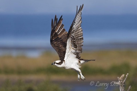 This South Padre Island osprey spent most of the morning drying his feathers and preening.  I waited about 45 minutes to get this take-off shot, but it was worth the wait.