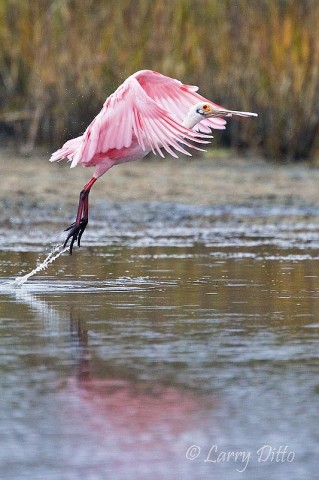 Roseate Spoonbill_Larry Ditto_70K3753 This beautiful roseate spoonbill was waiting for us when we returned to the boat launch later that same morning.