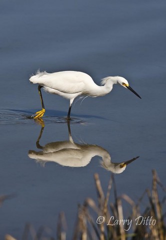 The South Padre Island photo trip ended about 11:00 AM (I normally quit shooting seriously about 9:00 AM) because the light was harsh and the tourists were taking over the boardwalk.  At the last moment, this snowy egret came along and offered this nice reflection.  I love the yellow foot coming out of the water.
