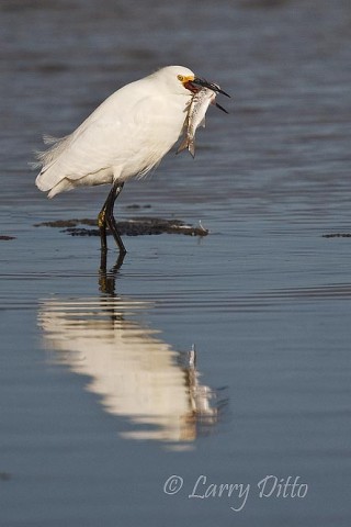 Snowy Egret_Larry Ditto_70K2914 This snowy egret finished feeding rather quickly. After swallowing this large catch, he settled down for a long nap.