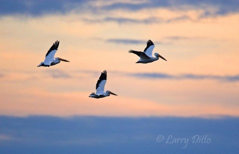 White Pelican_Larry Ditto_70K3510 Never give up a chance to photograph just because of the clouds. They might open when the light is just right as it was for capturing these white pelicans.