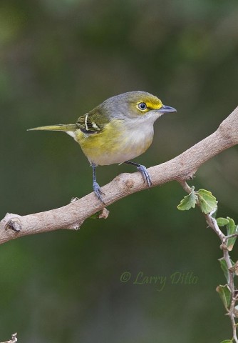 This White-eyed Vireo appeared at one of the afternoon blinds for a bath and drink during the ranch photo tour.