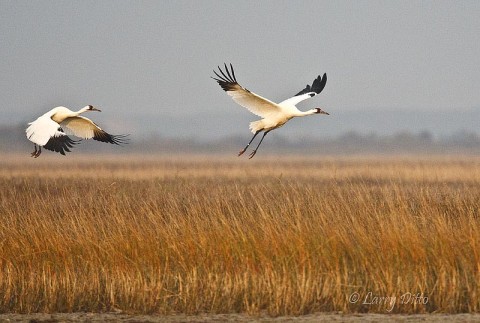 Whooping Crane_Larry Ditto_70K3610 This pair of whoopers was feeding at the edge of Aransas Bay when they decided to move a few hundred yards down the marsh just after sunrise. One of my objectives on these trips is to have the group ready to photograph some cranes as the sun rises. We usually succeed.