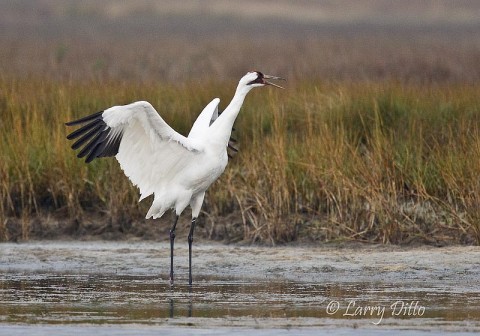 Whooping Crane_Larry Ditto_70K3633 We all caught this crane as it paused to stretch while feeding in the salt marsh at the Aransas National Wildlife Reguge.