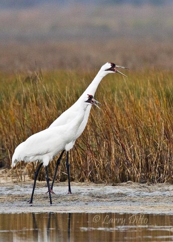 Whooping Crane_Larry Ditto_70K3655 This pair 5' tall whooping cranes let us drift quietly and photograph them for a half hour. Eventually, they fed on past us and we slowly moved away without disturbing them.