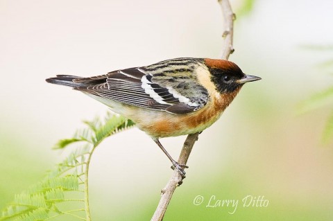 Bay-breasted Warbler_Larry Ditto_70K2520 Bay-breasted Warblers and other small migrating birds foraging among the tepeguaje trees on South Padre Island in search of inscects and other invertebrates.