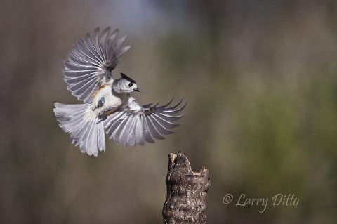 Black-crested Titmouse_Larry Ditto_70K3921 Flight shots of small birds like this black-crested titmouse are possible, but it takes some luck and preparation.
