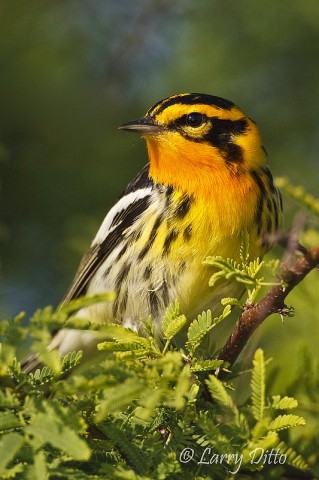 Blackburnian Warbler_Larry Ditto_70K3218 The blazing orange Blackburnian Warbler is one of the most eye-catching migrants we see during the South Padre Island Photo Tour in April.