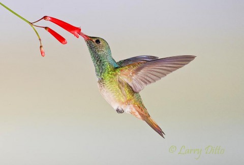 Buff-bellied Hummingbird_Larry Ditto_70K5614 I photographed this buff-bellied hummingbird here in McAllen two weeks ago while tuning myself and the equipment for the March and May hummingbird photography workshops.