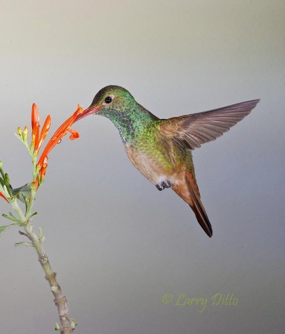 Buff-bellied Hummingbird_Larry Ditto_70K5626 This humming bird photo is a cropped version of a vertical shot taken two weeks ago.